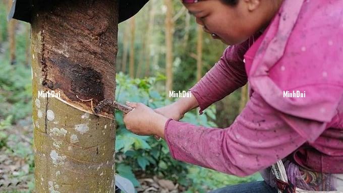 Rubber prices on May 28, 2025: Prices rebound - Minh Đại Latest domestic and global rubber prices on May 28, 2025