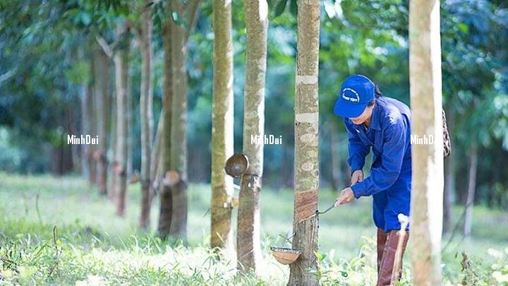 Rubber prices on May 9, 2025: The global market fluctuates sharply Rubber prices on May 9, 2025: The global market fluctuates sharply