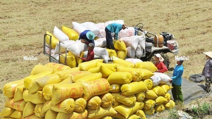Rice prices on May 27, 2025: Market remains unchanged Rice prices on May 27, 2025: Market remains unchanged