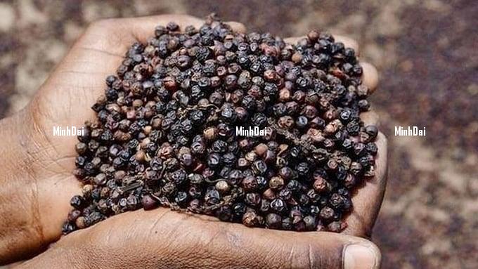 Pepper prices on May 16, 2025: Slight fluctuations domestically Pepper prices on May 16, 2025: Slight fluctuations domestically