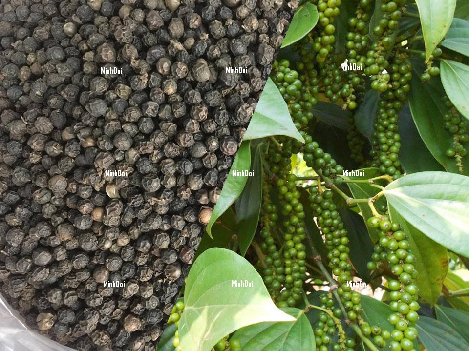 Hạt Tiêu Đắk Lắk: Hương Vị Cay Nồng Từ Cao Nguyên Huyền Thoại hạt tiêu đen Đắk Lắk