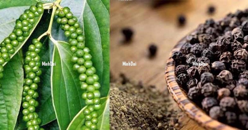 Hạt Tiêu - Gia Vị Nhỏ Mà Có Võ hạt tiêu đen