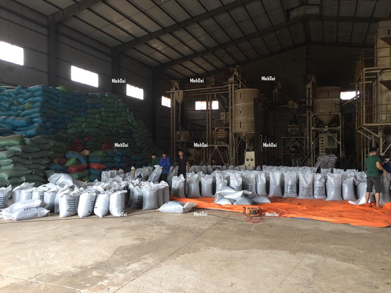 Hạt Tiêu Xuất Khẩu – Đỉnh Cao Gia Vị Việt Vươn Tầm Thế Giới quy trình chế biến tiêu hạt xuất khẩu