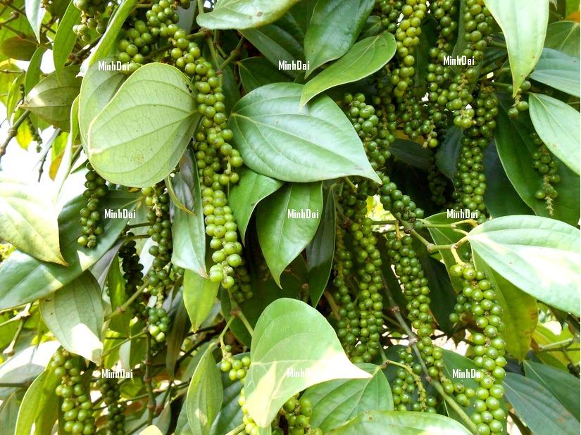 Hạt Tiêu Gia Lai: Hương Vị Cay Nồng Từ Đất Đỏ Tây Nguyên tiêu hữu cơ Gia Lai