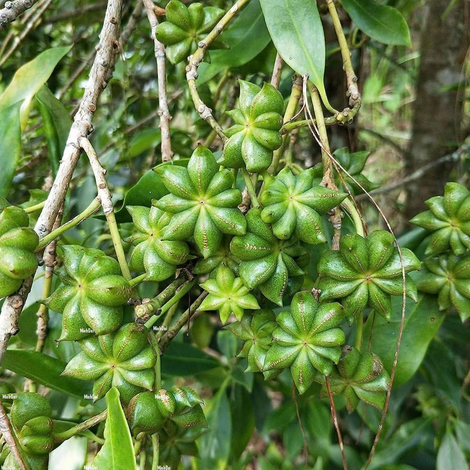 Các Vùng Trồng Hoa Hồi Ở Việt Nam