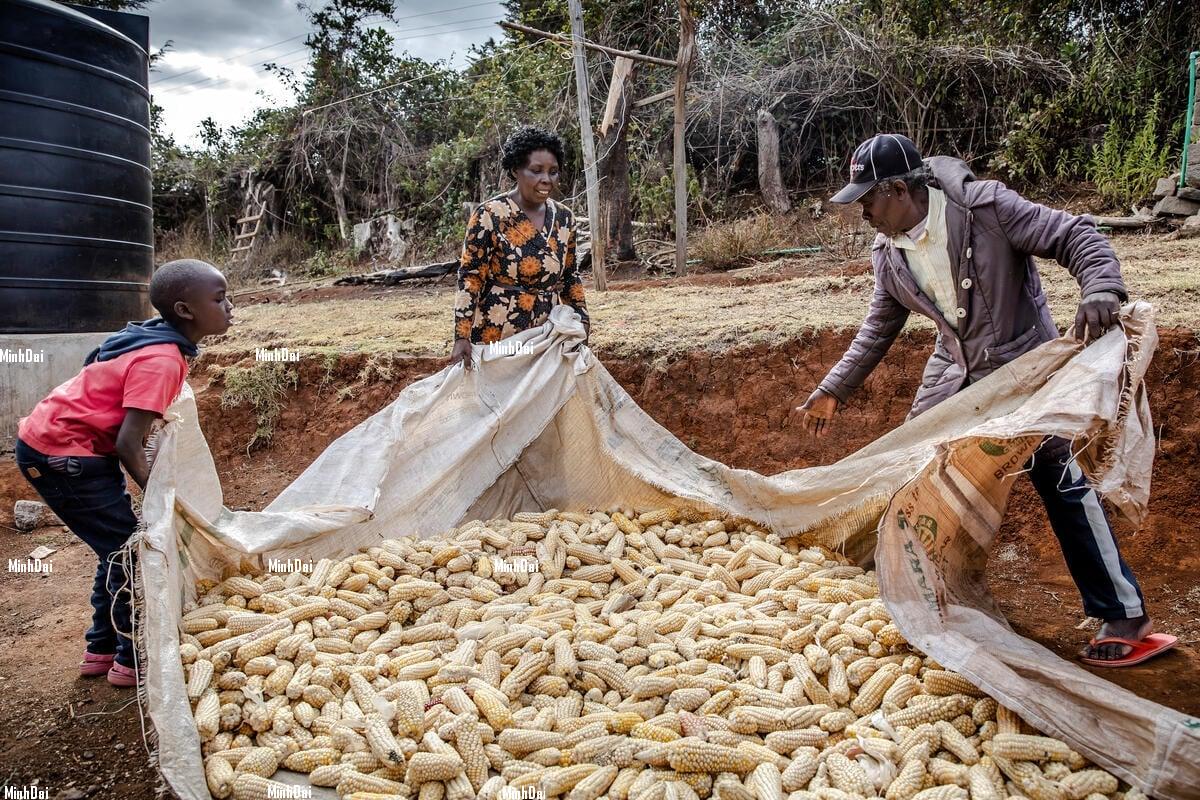 FAO Food Price Index dips in May amid lower cereal, sugar and vegetable oil prices Gathering maize in Kenya.