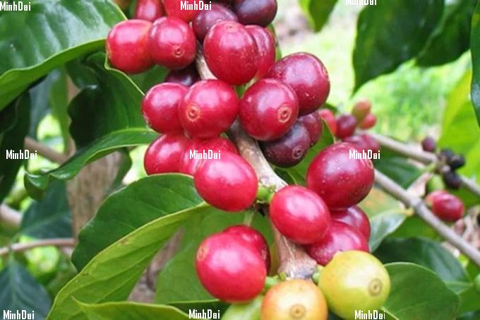 Coffee prices on June 12, 2025: Prices continue to decline Latest domestic and global coffee prices on June 12, 2025