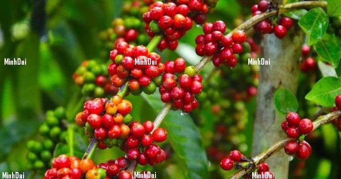 Coffee prices on June 11, 2025: turned sharply lower. Latest domestic and global coffee prices on June 11, 2025