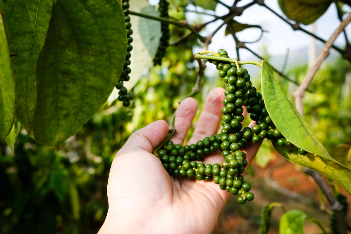 Tác dụng của hạt tiêu xanh