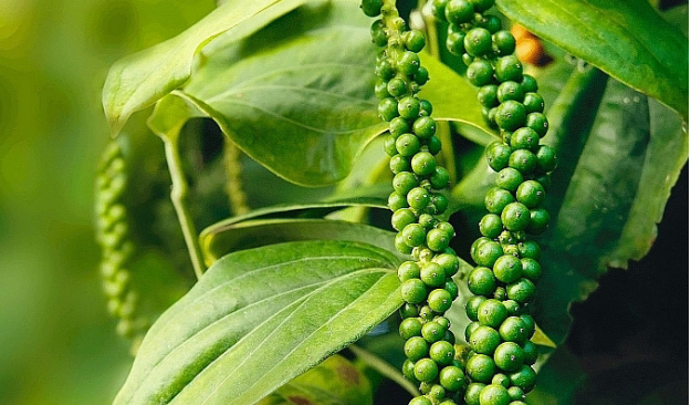 Tác dụng của hạt tiêu xanh